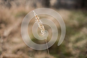 Stalk of dry grass on a blurred background