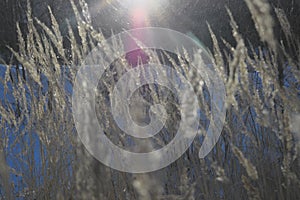 A stalk of fluff is covered with hoarfrost