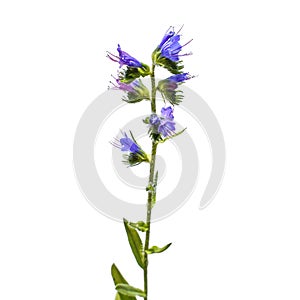 A stalk of a growing bruise ordinary viper`s bugloss, isolated on a white background. Wild borage closeup. Raster clipart of