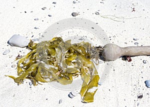 stalk of kelp washed up on a sandy beach. Kelp is a large brown algae or seaweeds that make up the order Laminariales