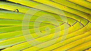 Stalk leaf of bases on a Travelers Palm