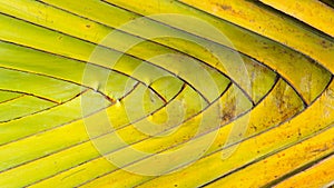 Stalk leaf of bases on a Travelers Palm