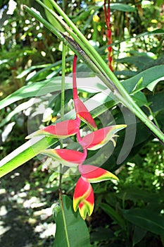 A Stalk of Lobster Claw Flowers in a Rainforest in Hawaii