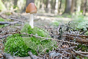 A stalk of mushroom seen beside a bunch of green grass