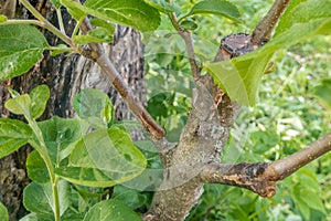 stalk overgrown with cambium, grafted on a branch of an apple tree last spring. Grafted fruit trees