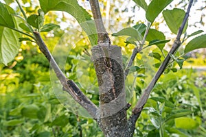 stalk overgrown with cambium, grafted on a branch of an apple tree last spring. Grafted fruit trees