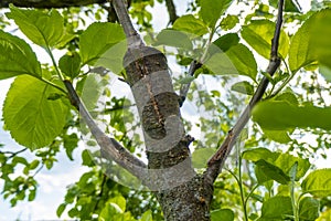 stalk overgrown with cambium, grafted on a branch of an apple tree last spring. Grafted fruit trees