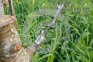 stalk overgrown with cambium, grafted on a branch of an apple tree last spring. Grafted fruit trees