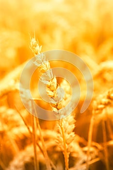 Stalk of wheat