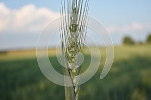 Stalk of wheat and blue sky