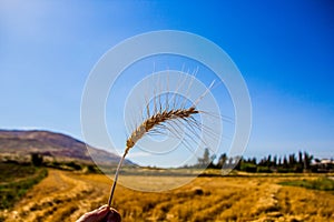 Stalk of wheat