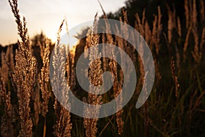 Stalk of wheat grass close-up photo silhouette at sunset and sunrise