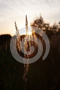 Stalk of wheat grass close-up photo silhouette at sunset and sunrise