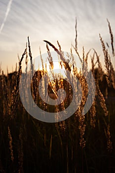 Stalk of wheat grass close-up photo silhouette at sunset and sunrise