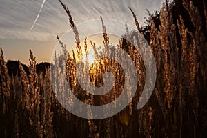 Stalk of wheat grass close-up photo silhouette at sunset and sunrise