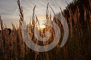 Stalk of wheat grass close-up photo silhouette at sunset and sunrise