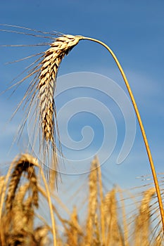 A Stalk of Wheat Isolated against a Blue Sky