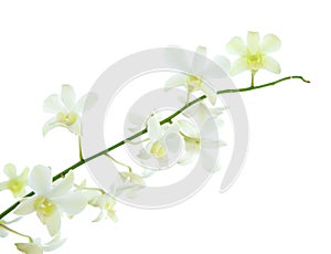 Stalk of white dendrobium orchid