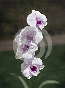 Stalk of White and Purple Phalaenopsis Orchid Flowers Outdoors in a Shady Garden