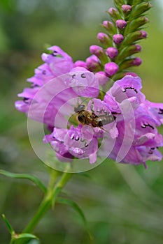 Stalk of wild orchids with bee closeup vertical