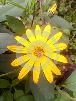 A stalk of yellow flower shinning