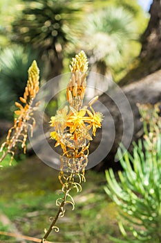 Stalked Bulbine, Orange Bulbine Bulbine frutescens, Bulbine caulescens, Anthericum frutescens, inflorescence, California