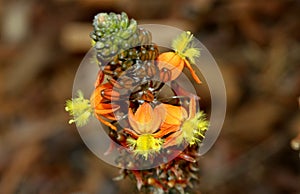 Stalked bulbine, Snake flower, Burn jelly plant, Bulbine frutescens