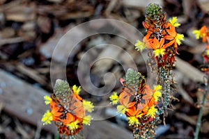 Stalked bulbine, Snake flower, Burn jelly plant, Bulbine frutescens photo
