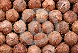 Stalked Coconuts