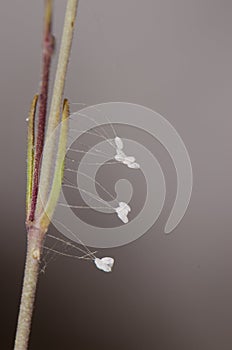 Stalked eggs of green lacewing.