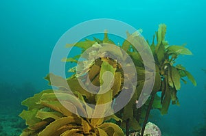 Stalked kelp photo