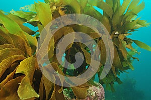 Stalked kelp photo