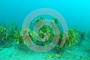 Stalked kelp in misty water