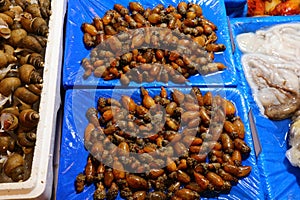 Stalked sea squirts in South Korea photo