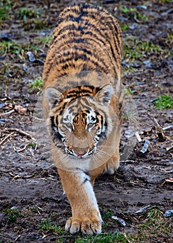 Stalking Amur tiger