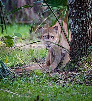 Stalking behavior of Florida Panther