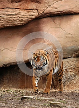 Stalking Bengal Tiger