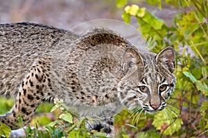 Stalking Bobcat