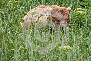 Stalking brown bear