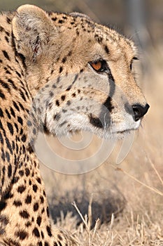 Stalking Cheetah