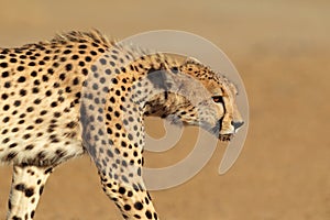 Stalking Cheetah