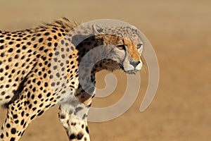 Stalking Cheetah