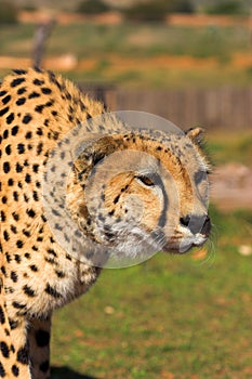 Stalking Cheetah