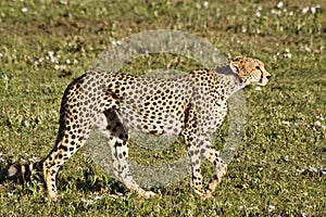 Stalking Cheetah in Serengeti