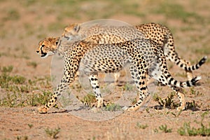 Stalking Cheetahs