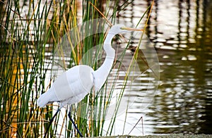 Stalking Egret at Santee Lakes in California