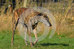 stalking Galgo Espanol