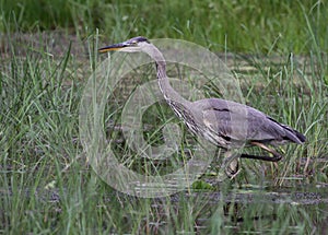 Stalking Great Blue Heron