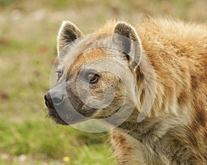 Stalking Hyena