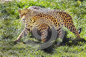 Stalking Jaguar